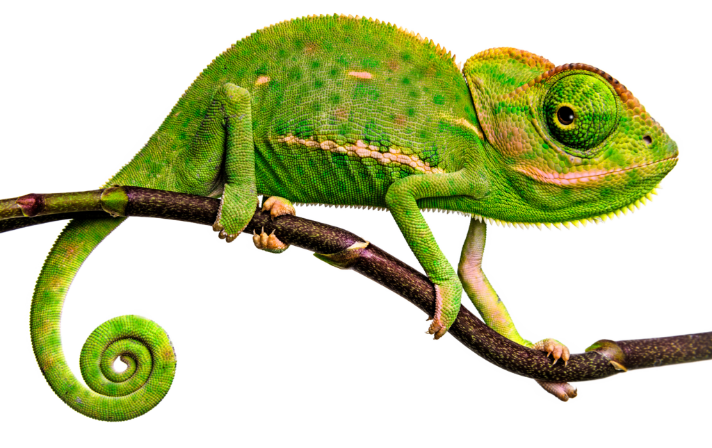 Groen Reptiel
