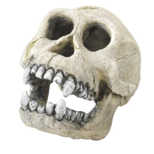 Stoere schedel van een chimpanzee als decoratie voor je aquarium