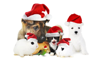 different pets wearing santa claus nw