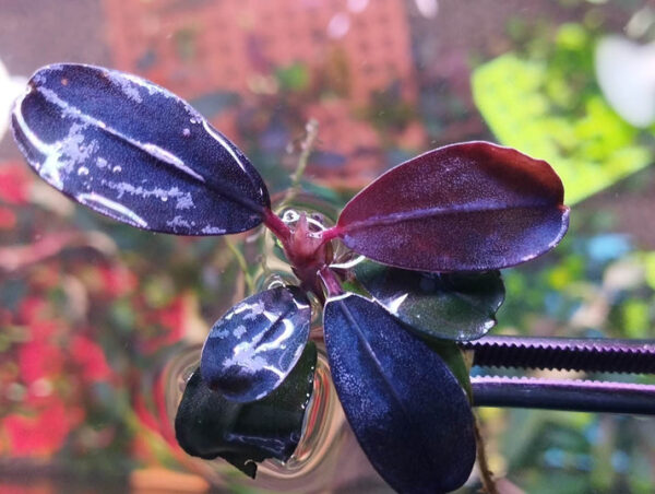 Bucephalandra Brownie Purple neo