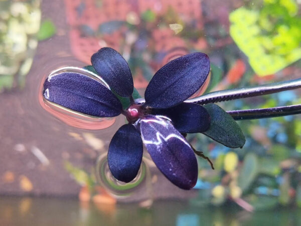 Bucephalandra Dark Deep purple