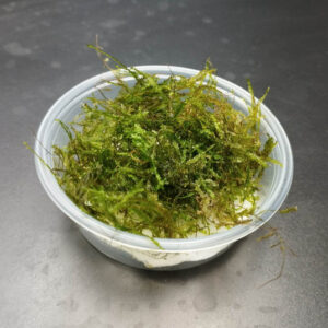 Vesicularia SP Erect moss