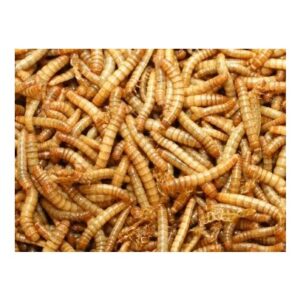 Meelwormen 100 gr