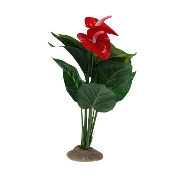 Anthurium 12x10x30cm groen