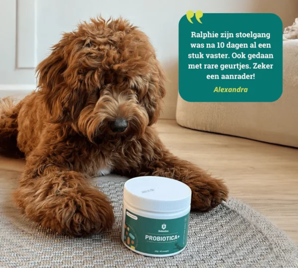 Probiotica + Ondersteuning immuniteit & spijsvertering - 165 gram - 60 snoepjes