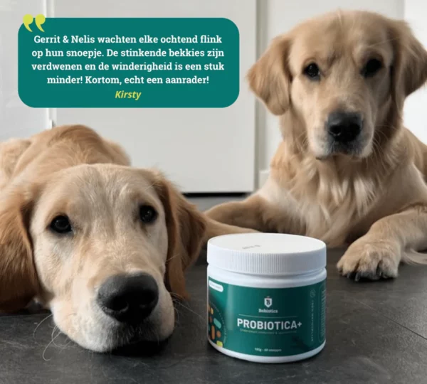 Probiotica + Ondersteuning immuniteit & spijsvertering - 165 gram - 60 snoepjes